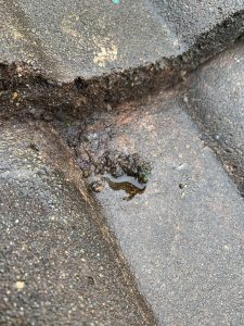 roof cleaning in Bristol
