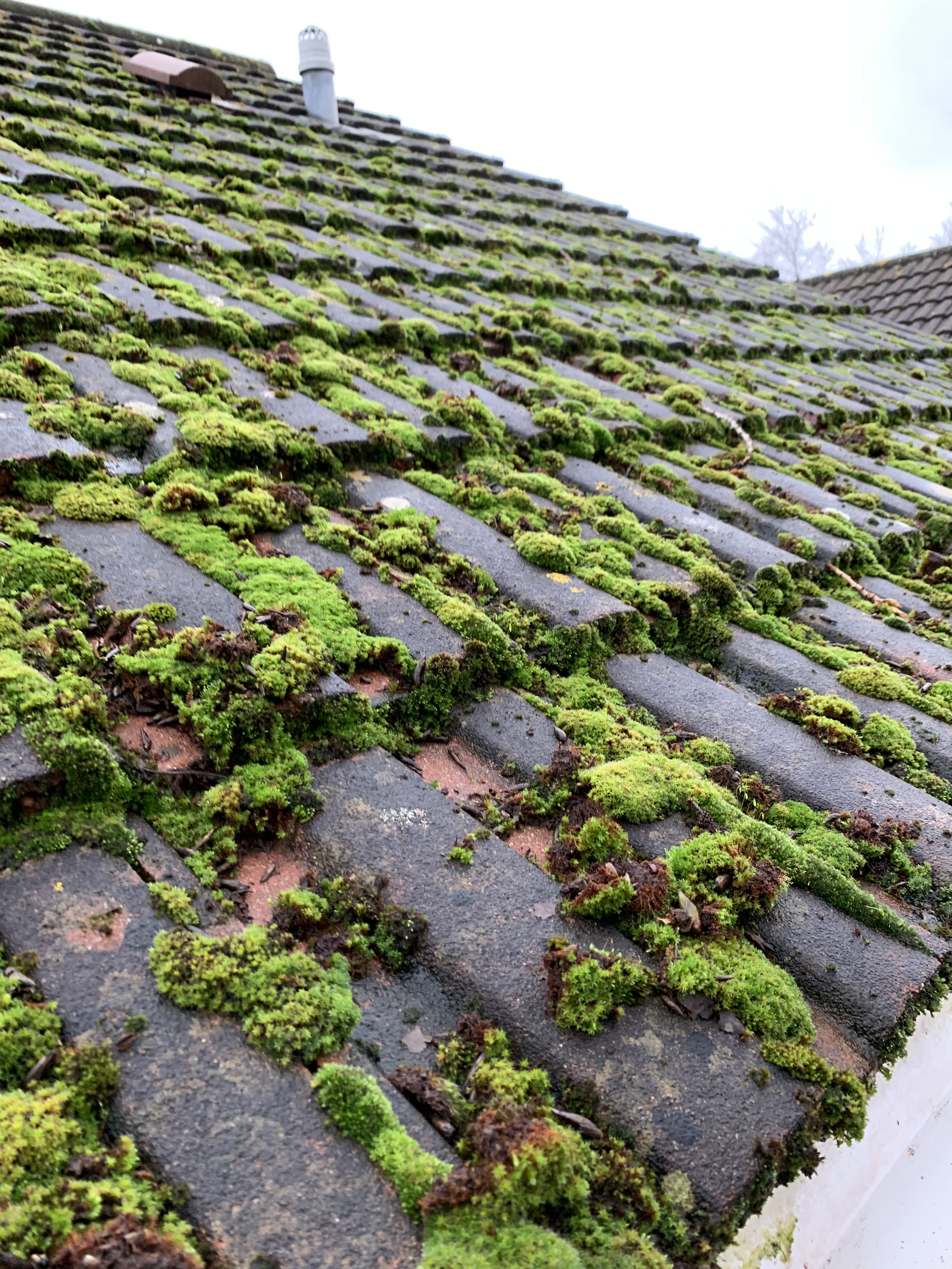 remove moss from a roof