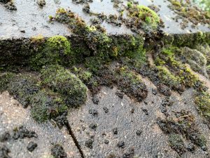 how much does roof cleaning cost