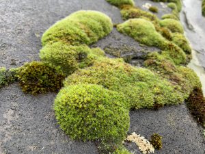 how much does roof cleaning cost