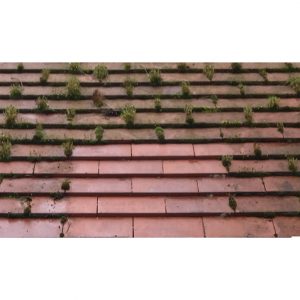 remove moss from roof