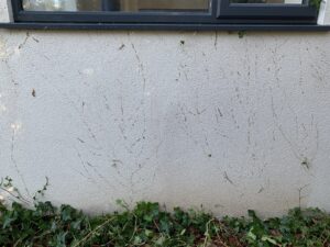 ivy removal from render