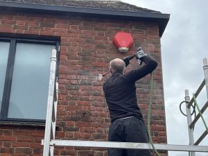 Ivy Removal